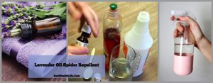 DIY Lavender Oil Spider Repellent