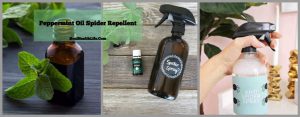 DIY Peppermint Oil Spider RepellentDIY Peppermint Oil Spider Repellent